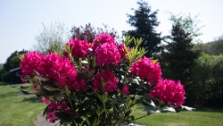 (2016-05) Fête des mères